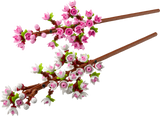 40725 Cherry Blossoms