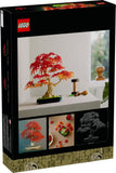 10348 Japanese Red Maple Bonsai Tree