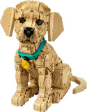 11384 Golden Retriever Puppy