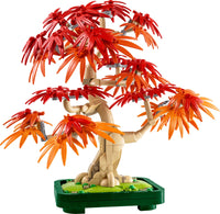 10348 Japanese Red Maple Bonsai Tree